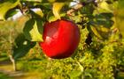 Belle pomme&nbsp;&nbsp;&nbsp;&copy; Verger Joe Giguere
