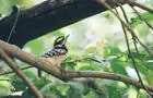 Oiseau