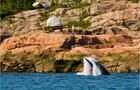 Breach petit rorqual face à Mer et monde écotours&nbsp;&nbsp;&nbsp;&copy; Mer et monde écotours