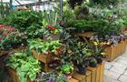 Serres de plantes