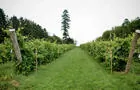 Vignoble