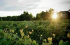 Vignes