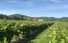 Bâtisse et vignes