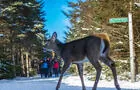 Rencontrer la faune&nbsp;&nbsp;&nbsp;&copy; Tourisme Mont-Tremblant