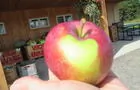 Pomme