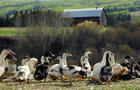 Canards à l'extérieur et grange&nbsp;&nbsp;&nbsp;&copy; La ferme basque de Charlevoix