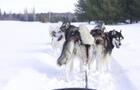Chiens de traîneau, Québec&nbsp;&nbsp;&nbsp;&copy; Secrets Nordiques