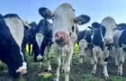 Les vaches&nbsp;&nbsp;&nbsp;&copy; Catherine Durand