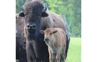La terre des bisons - 6&nbsp;&nbsp;&nbsp;&copy; La terre des bisons