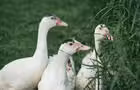 Canards de Barbarie&nbsp;&nbsp;&nbsp;&copy; Vivien Gaumand