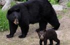 Observation ours noirs, Saguenay-Lac-St-Jean&nbsp;&nbsp;&nbsp;&copy; Contact Nature