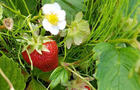 Fraises