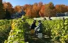 Les vendanges au vignoble&nbsp;&nbsp;&nbsp;&copy; Vignoble Courville