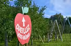 Autocueillette de pommes&nbsp;&nbsp;&nbsp;&copy; P.Tison