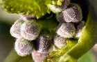 Boutons de fleurs de cassis