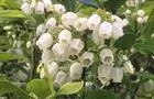 Fleurs