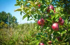 Plus de 30 variétés de pommes