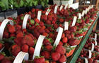 Fraises