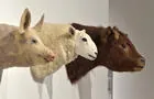Animal heads 2010&nbsp;&nbsp;&nbsp;&copy; Artiste: K.Waldron / Photo: D.Roussel