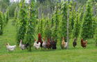 Poules dans les vignes&nbsp;&nbsp;&nbsp;&copy; Clos Saragnat