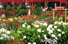 Jardin campagnard&nbsp;&nbsp;&nbsp;&copy; Route des Gerbes d'Angelica