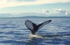 Baleine&nbsp;&nbsp;&nbsp;&copy; J.Gelineau