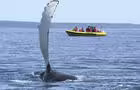 Baleine à bosse et Zodiac