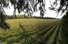 Le vignoble&nbsp;&nbsp;&nbsp;&copy; Vignoble Côte de Vaudreuil