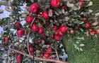 Pommier avec pommes&nbsp;&nbsp;&nbsp;&copy; Bleuetière Lapointe