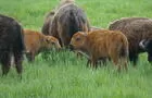 Bisonneaux