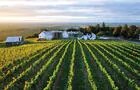 Vignoble
