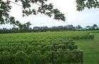 Vignoble Mondor - 10&nbsp;&nbsp;&nbsp;&copy; Vignoble Mondor
