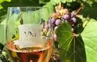 Vignoble Mondor - 5&nbsp;&nbsp;&nbsp;&copy; G.Mondor