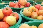 Tomates