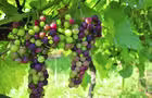 Raisins&nbsp;&nbsp;&nbsp;&copy; Sophie Cortellino