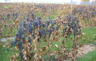 Raisins mûrs&nbsp;&nbsp;&nbsp;&copy; VIGNOBLE RIPARIA