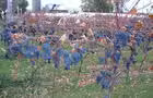 Raisins&nbsp;&nbsp;&nbsp;&copy; VIGNOBLE RIPARIA