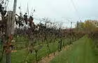 Vignes en septembre&nbsp;&nbsp;&nbsp;&copy; VIGNOBLE RIPARIA