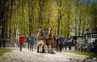 Tire de chevaux&nbsp;&nbsp;&nbsp;&copy; Audrey Martin Photographe