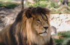 Lion&nbsp;&nbsp;&nbsp;&copy; M.Drouin