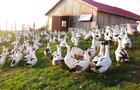 Canards à l'extérieur devant la grange&nbsp;&nbsp;&nbsp;&copy; M.Pépin