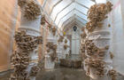 Salle de culture de pleurotes&nbsp;&nbsp;&nbsp;&copy; S.Foster
