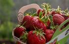 Fraises bio&nbsp;&nbsp;&nbsp;&copy; M-A.Martin
