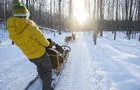 Traineau à chiens en forêt