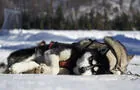 Chiens au repos