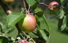 Pommes&nbsp;&nbsp;&nbsp;&copy; Vergers de Velours