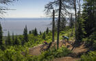 Vélo de montagne&nbsp;&nbsp;&nbsp;&copy; JSChPPhoto