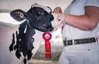 Cultura - Expo Jugement Holstein&nbsp;&nbsp;&nbsp;&copy; M.Emond