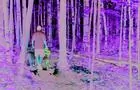 Sentir du Bois de l'Equerre&nbsp;&nbsp;&nbsp;&copy; Canopée