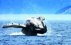 Baleine&nbsp;&nbsp;&nbsp;&copy; C.Dubé